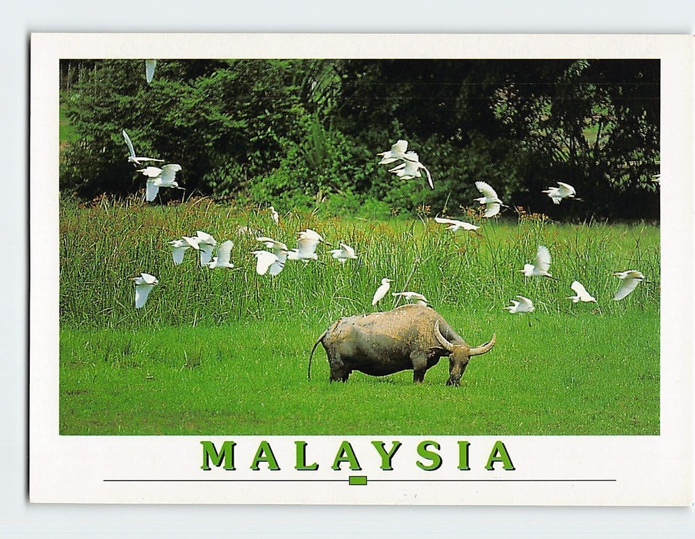 Postcard Buffalo Grazing in the Fields Malaysia