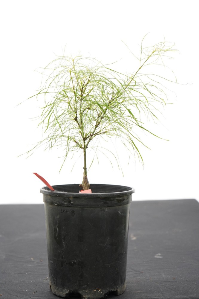 Acer palmatum 'Fairy Hair' Rare Japanese Maple 1 gallon-image