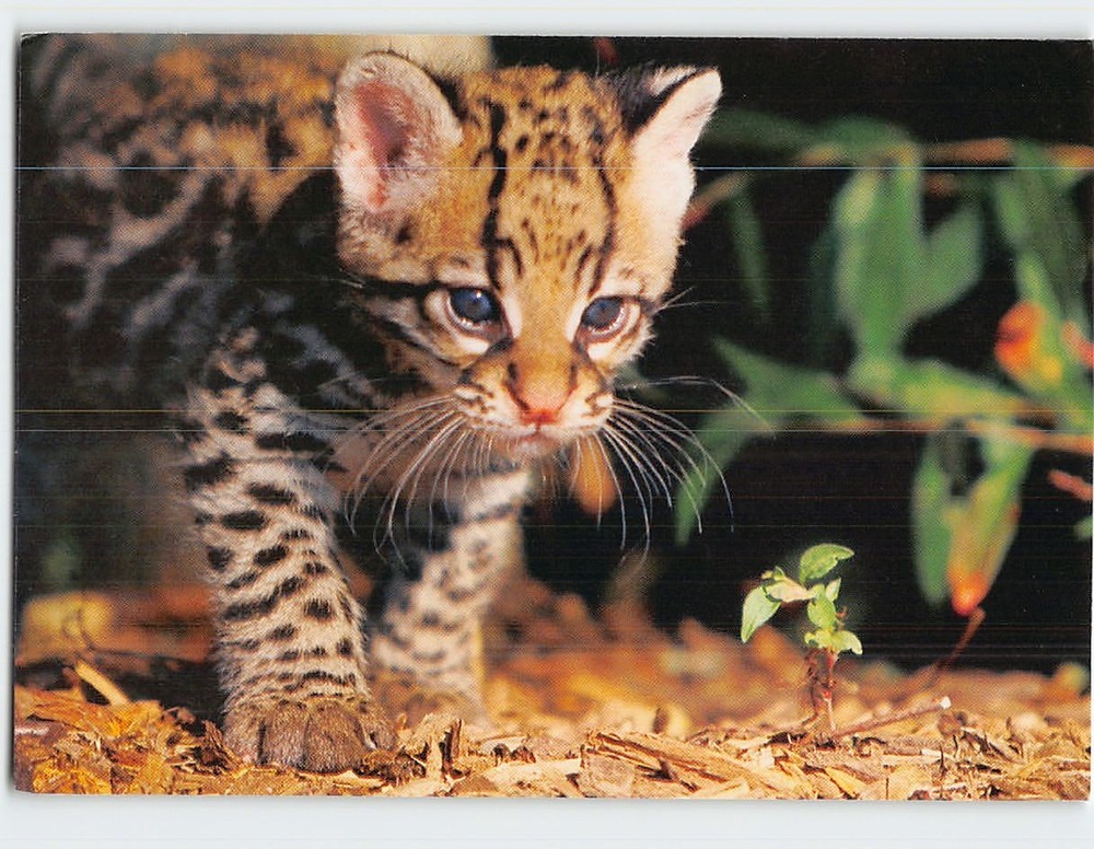 Postcard Cute Ocelot