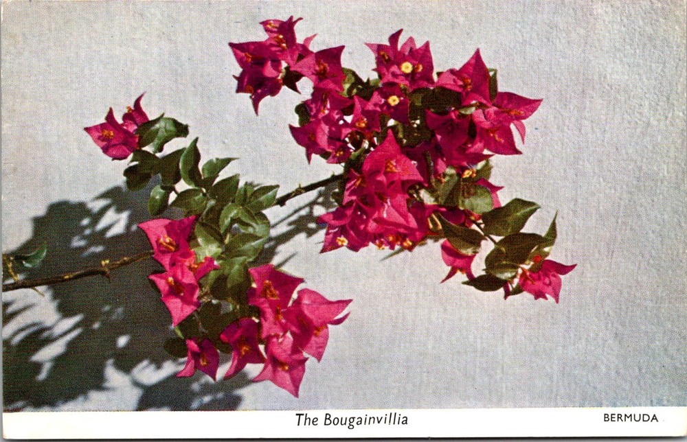 Dr Jim Stamps Postcard Bougainvillea Bermuda