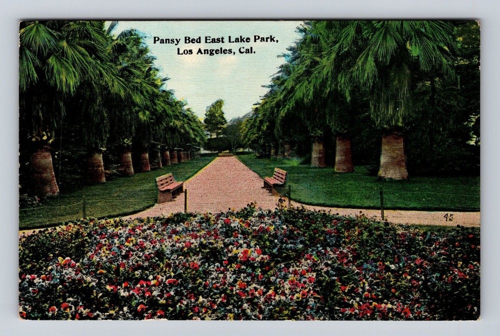 Los Angeles CA-California, Pansy Bed East Lake Park, Vintage Souvenir Postcard