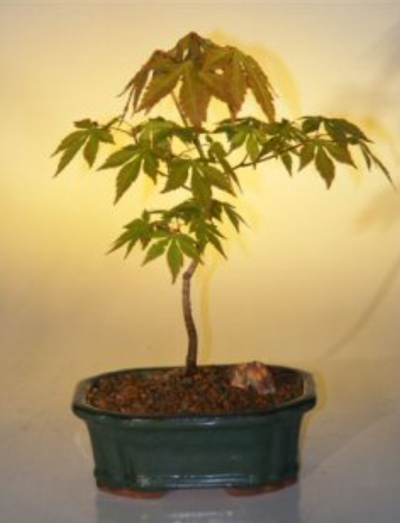 Japanese Green Maple Bonsai Tree Live Plant Small Acer Palmatum Outdoor 12