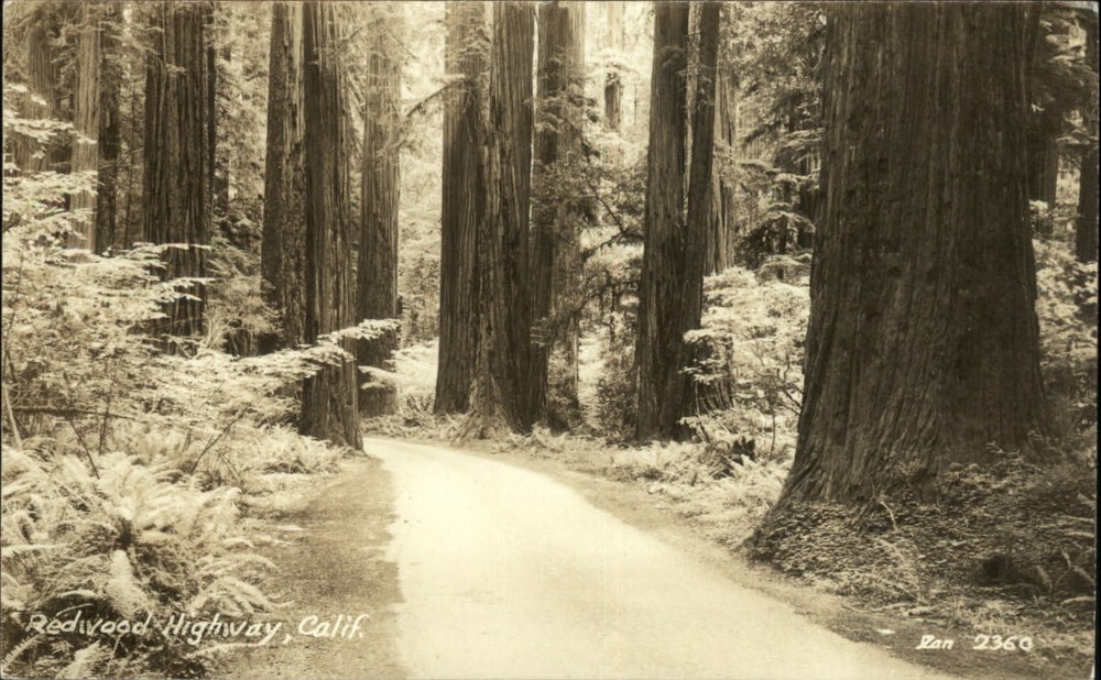 RPPC Redwood Highway California trees ferns Zan 2360 mailed real photo postcard