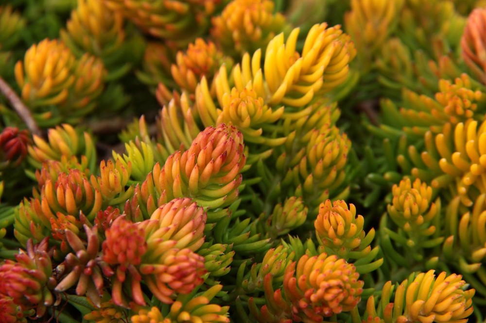 Sedum rupestre 'Angelina' - Stonecrop *Live Plant