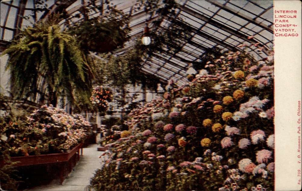 Interior Lincoln Park Conservatory Chicago Illinois ~ c1910 vintage postcard