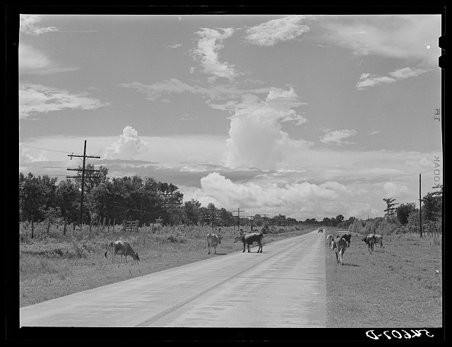 Photo:Rural Highway Cows on Road 1930s Farm Scene