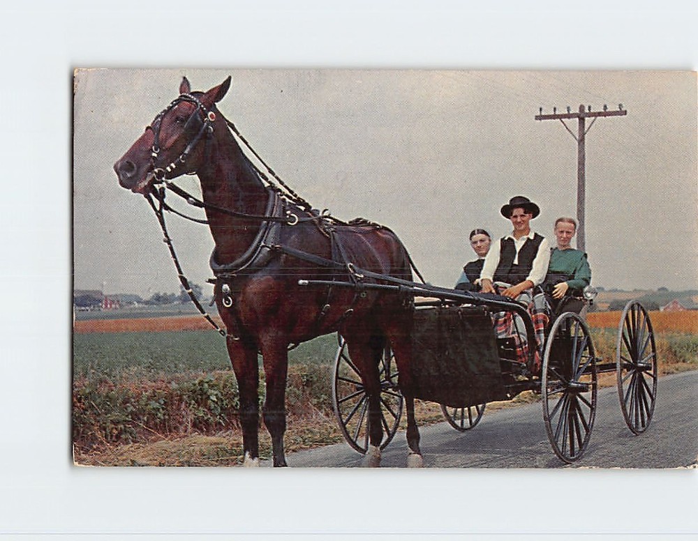Postcard Amish Boys and Girls Greetings From The Penna. Dutch Country PA USA