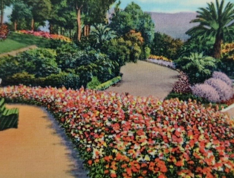 Flower Beds in Elysian Park Los Angeles California VTG Linen Postcard