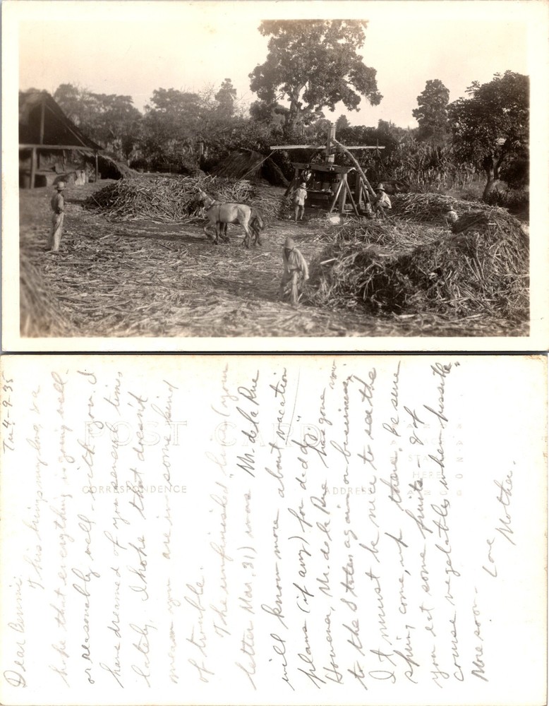 RPPC Haiti Oxen Turning Cane Mill Real Postcard