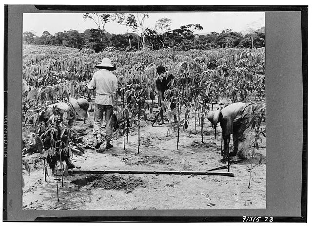 Photo:Tropical Crop Field Workers 1930s Plantation Agriculture