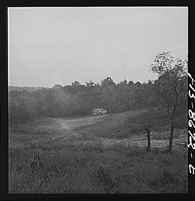 Photo:Rural Landscape Field Trees 1900s Black and White Photograph