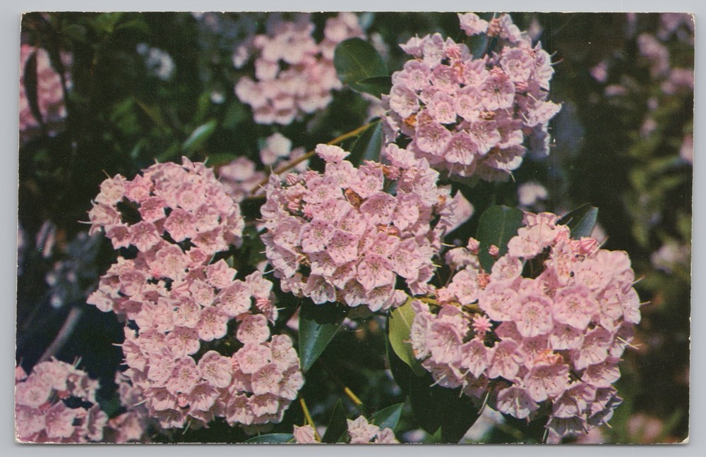 Flowers~Mountain Laurel~Pennsylvania State Flower~Vintage Postcard