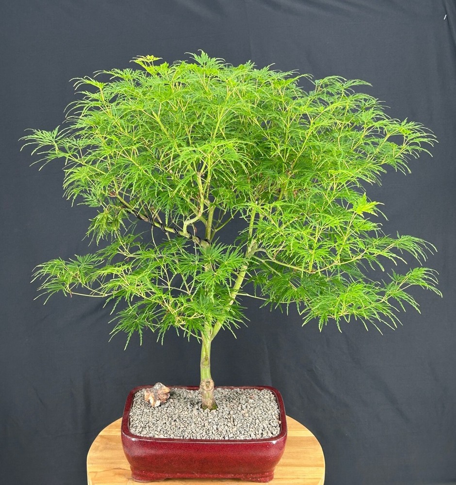 Green Dragon Japanese Maple Bonsai Tree 22in Outdoor Acer palmatum Deciduous-image