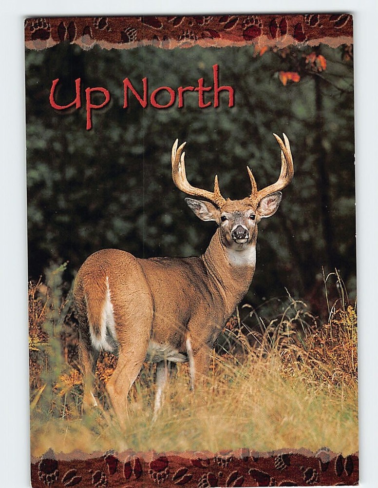 Postcard Big Buck Whote-talied Deer