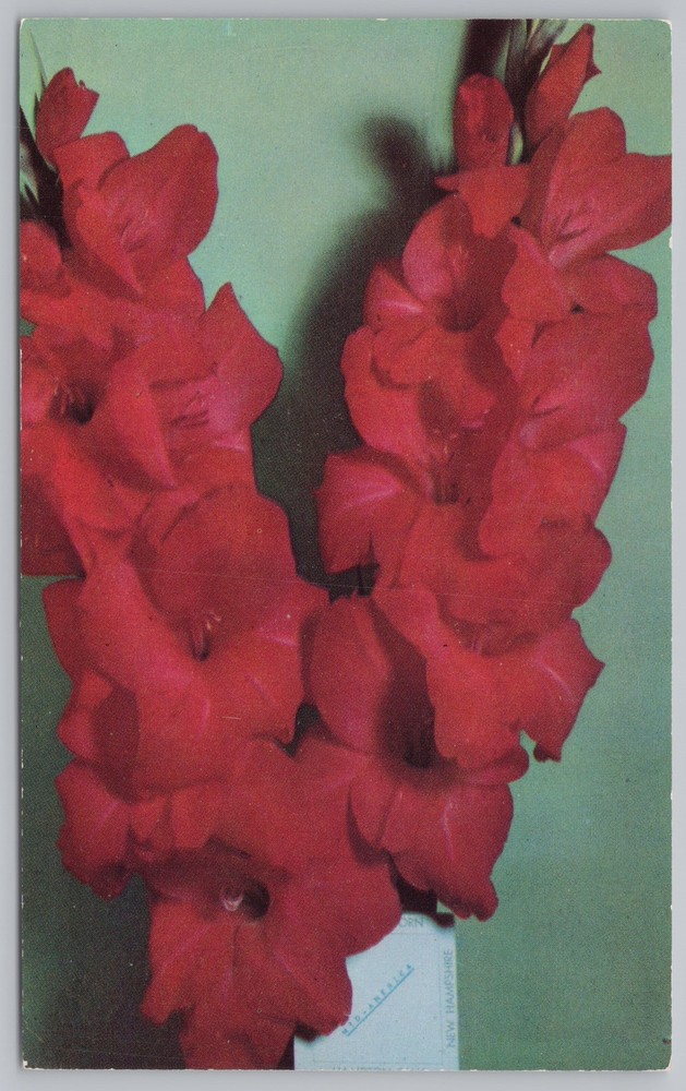 Flowers~Red Gladiolus Hampton Falls New Hampshire~Vintage Postcard