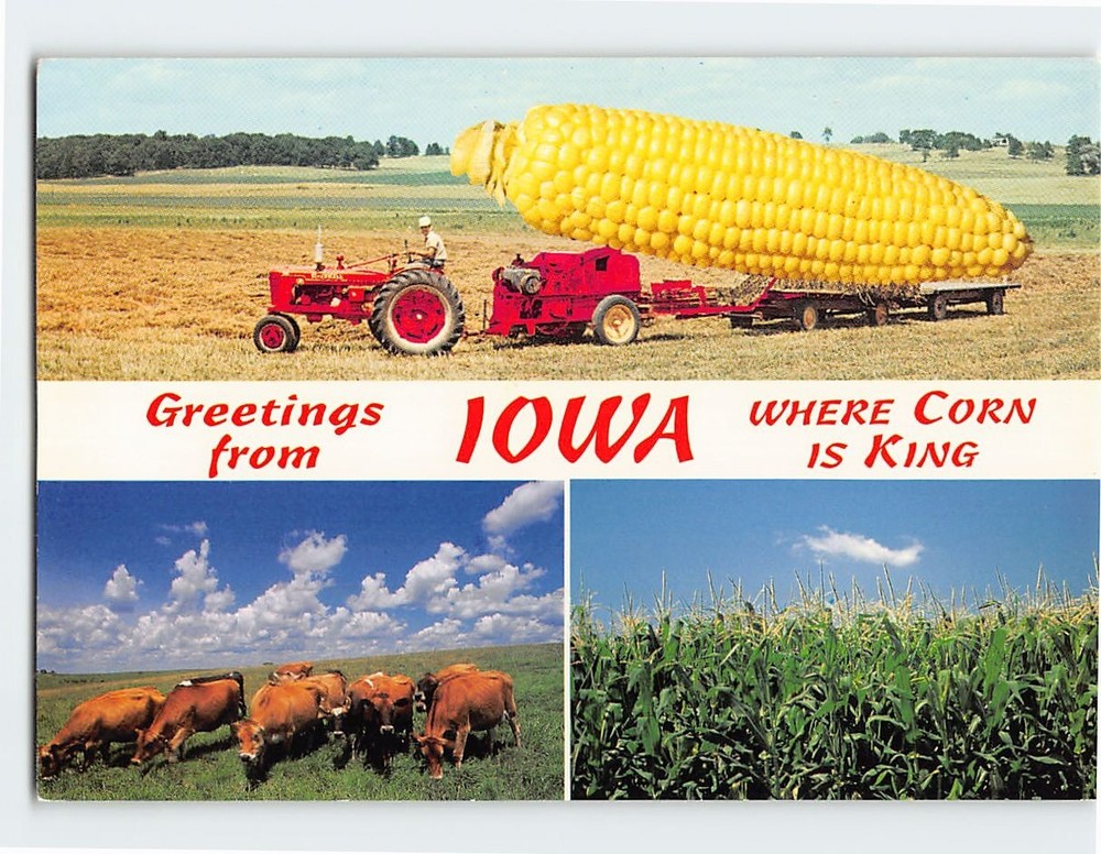 Postcard Greetings from Iowa USA Where Corn Is King