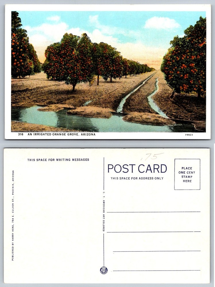 Vintage Irrigated Orange Grove Arizona Postcard - Curt Teich Linen Era