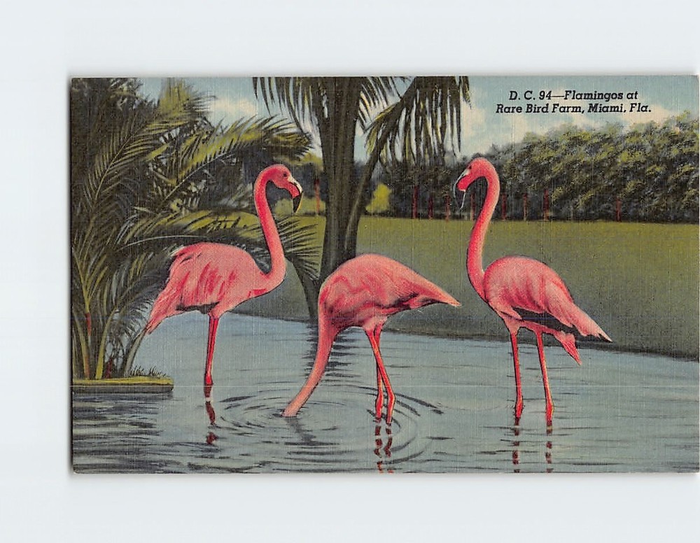 Postcard Flamingos at Rare Bird Farm Miami Florida USA
