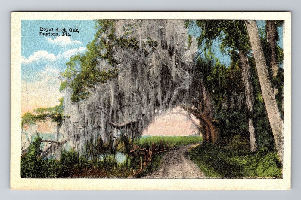 Daytona FL-Florida, Royal Arch Oak Tree, Spanish Moss Vintage Souvenir Postcard