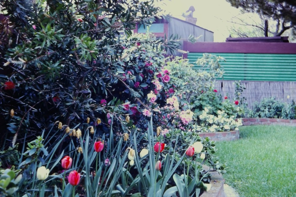 c1960's 35mm Slide Film Garden Tulips Corrugated Fence Building Roof Window