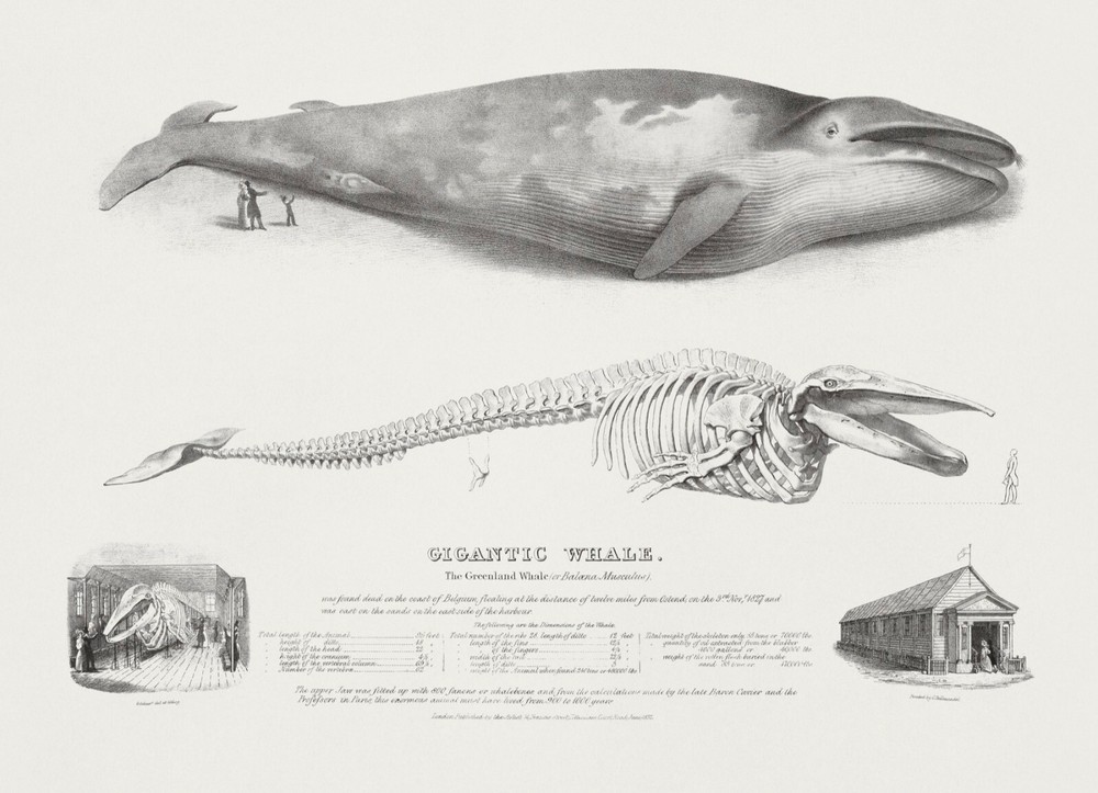 12235.Decoration POSTER.Room interior wall art.Science illustration.Giant Whale