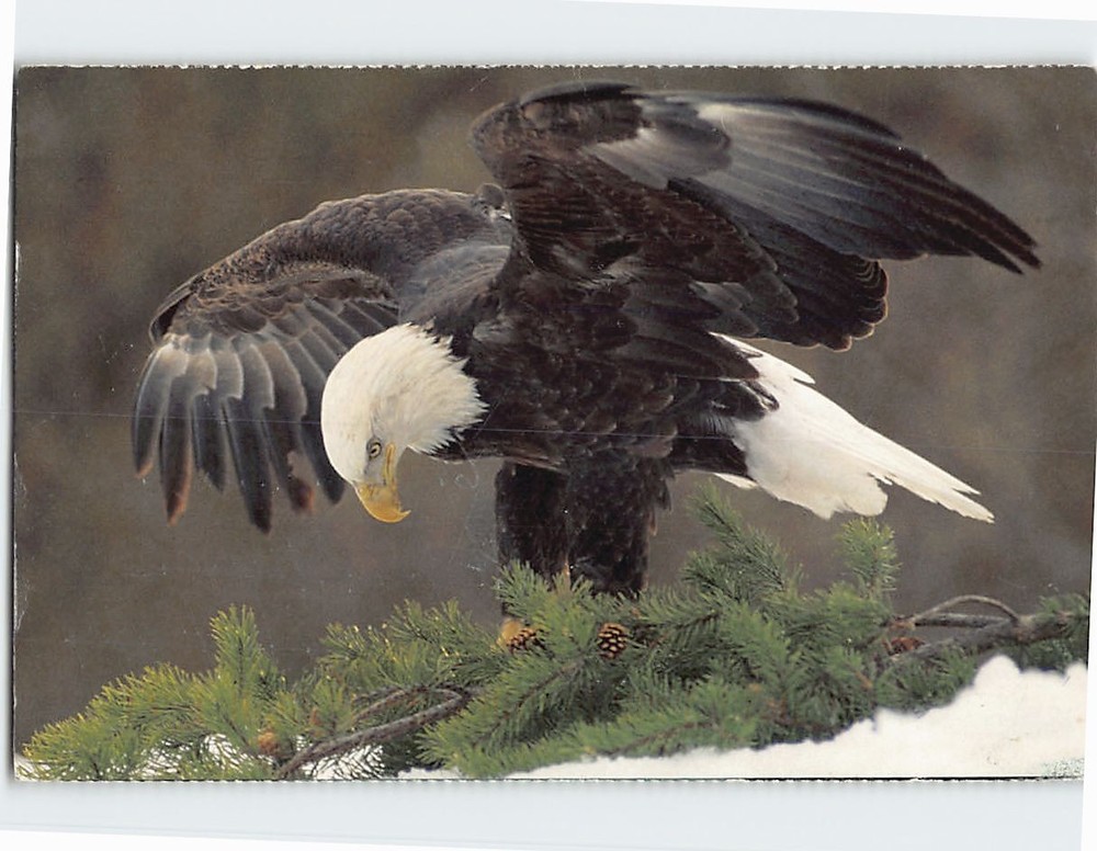 Postcard American Bald Eagle