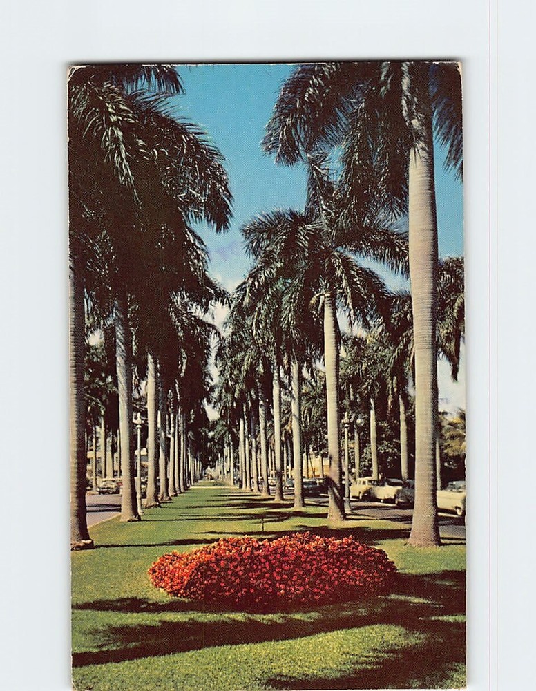 Postcard Avenue of Royal Palms in Florida USA