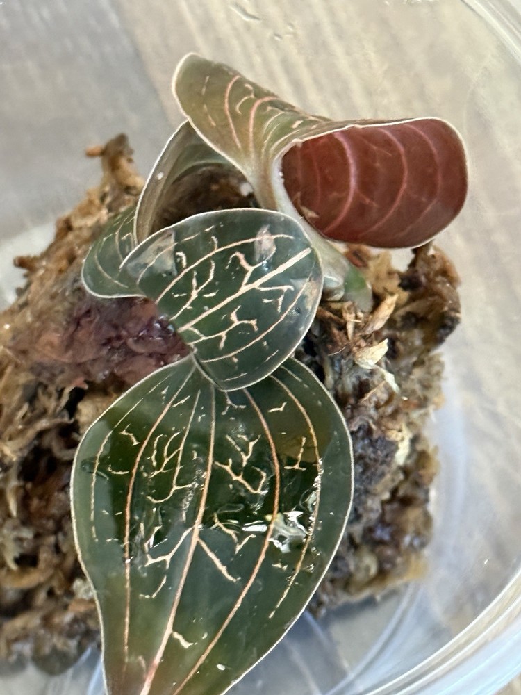 Anoectochilus chapaensis golden jewel orchid starter plant