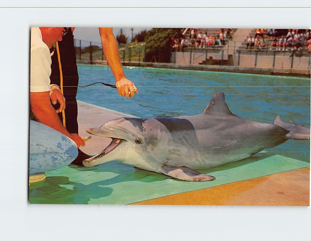 Postcard Flipper The Talking Dolphin Marineland of the Pacific California USA