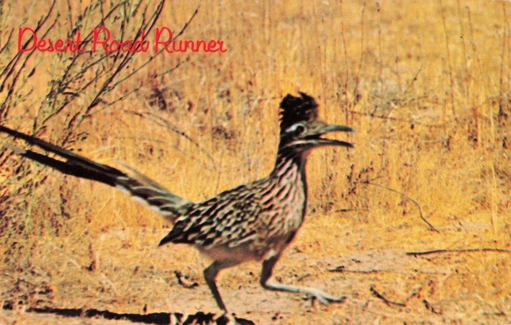 Desert Road Runner - State Bird of New Mexico NM - Postcard