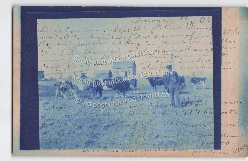 Imogene, Minnesota-Canby-Farm Scene-Cattle 1906-Cyanotype-RPPC Photo Postcard