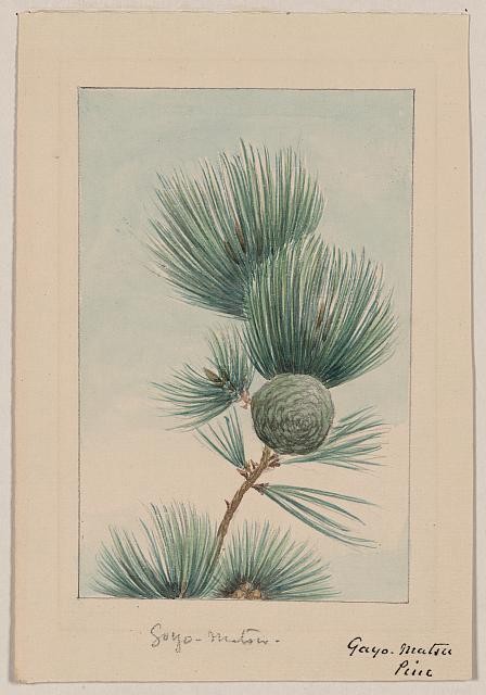 Photo:Photo of Gayo matsu pine,Pine Cones,Japan,Branch,Needles,1870s