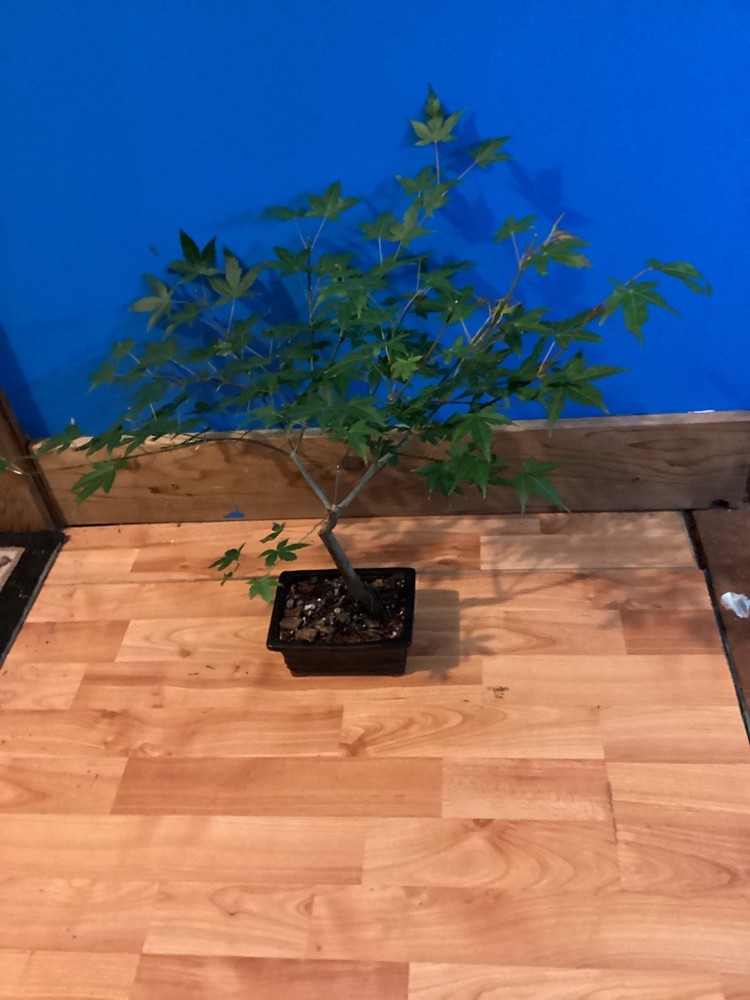5-Year-Old Japanese Maple Acer Palmatum Bonsai Tree for Sale-image