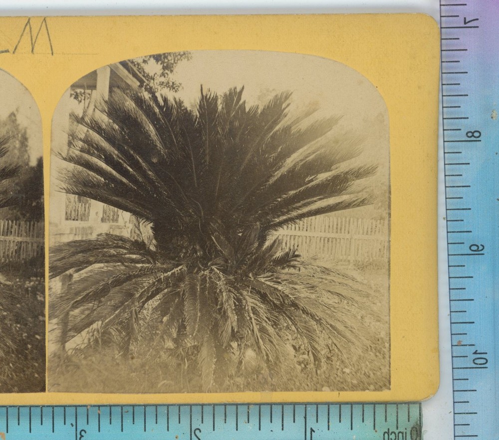 St Augustine Sago Palm FL Florida Stereoview