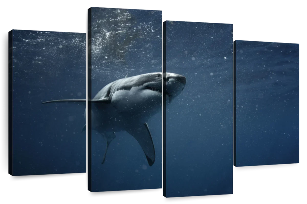 Great White Shark Wall Art