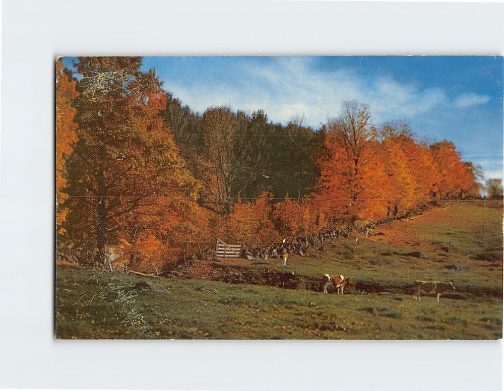 Postcard A Vermont Sidehill Farm In Autumn North Central Vermont USA