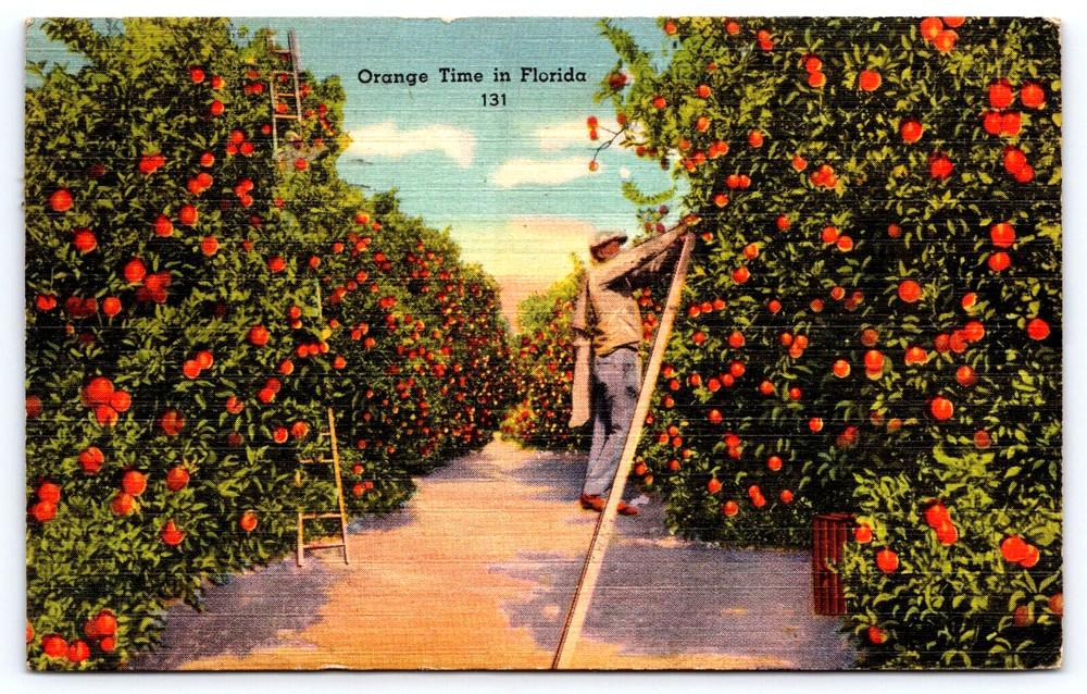 Florida Fl Usa Orange Grove Fruit Trees Man On A Ladder Vintage Postcard 1947