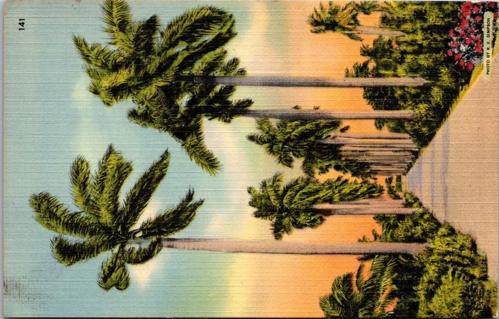 Vintage Royal Palm Tree Avenue Florida Linen Postcard Tichnor Simpson