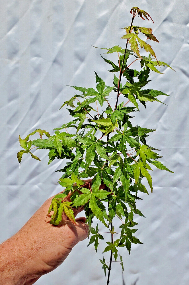 Live Green Japanese Maple Tree. Acer Palmatum. Pre Bonsai or Landscaping.-image