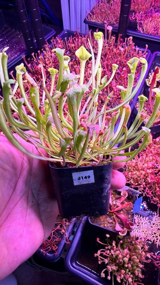 Sarracenia - 🔥🔥Dorren's Colossus x Saurus🔥🔥 COMM POT!!