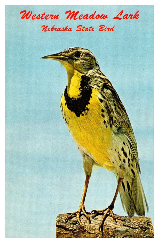 NE Nebraska Western Meadow Lark State Bird Chrome Postcard
