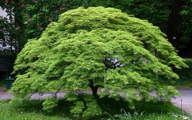 Japanese Maple Weeping/Cascading Acer Palmatum “Viridis”-image