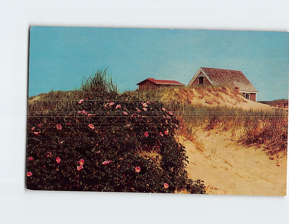 Postcard Shack on the Dunes with Wild Roses Cape Cod Massachusetts USA