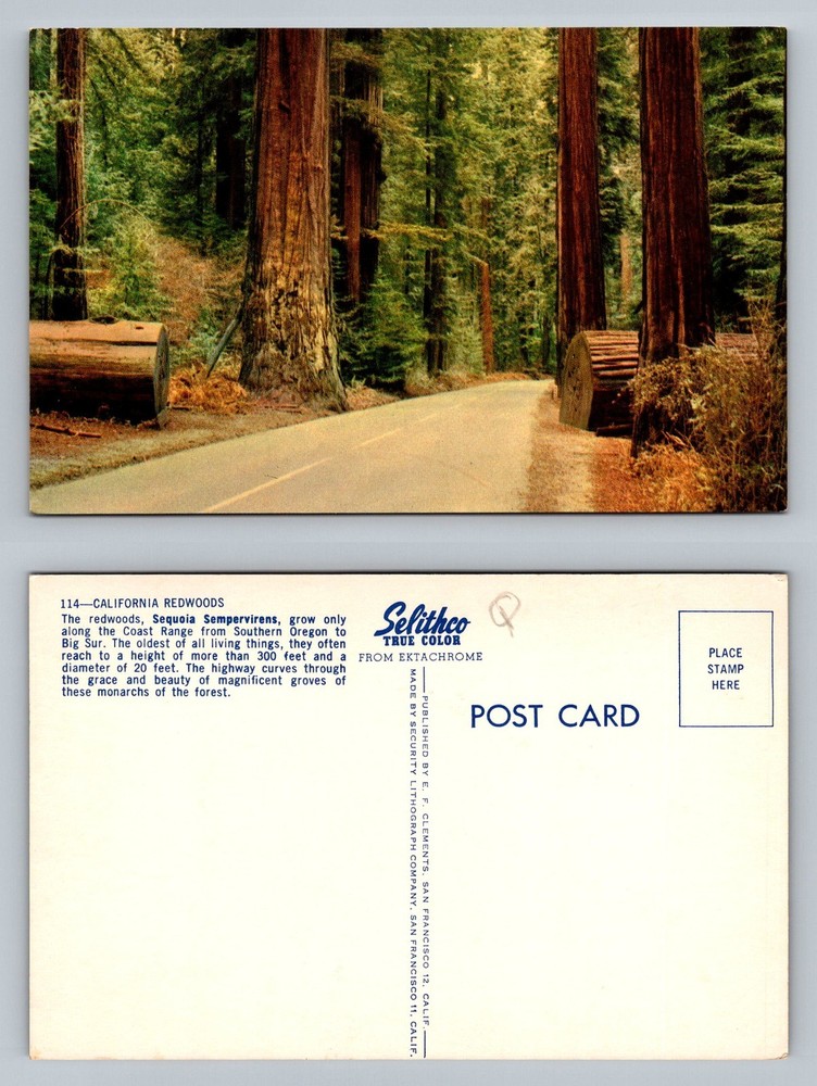 California Redwoods, CA-California, Highway Road Giant Trees Vintage Postcard