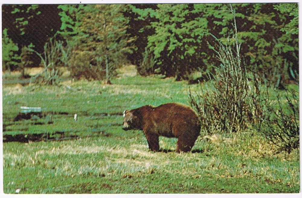 Postcard Black Bear