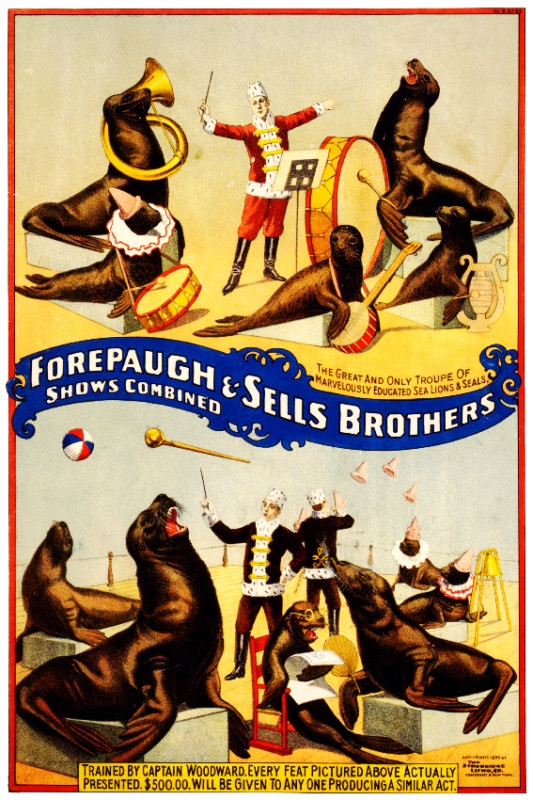 Vintage Circus POSTER.Home wall.Seals,Sea Lion.Room interior art Decor.564