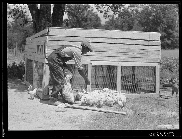 Photo:Bayou Bourbeaux Louisiana 1940 Man Feeding Chickens Poultry Coop