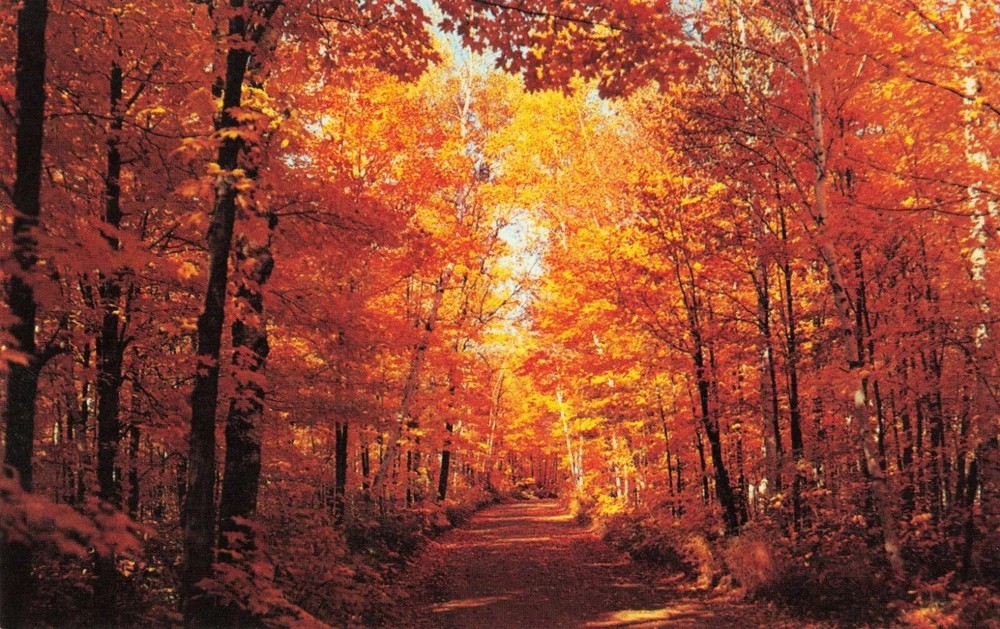 Country Road Through Wooded Fall Foliage in Autumn - Postcard