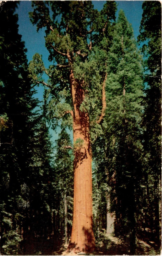 GENERAL SHERMAN TREE, Giant Forest, Sequoia National Park, California, Postcard