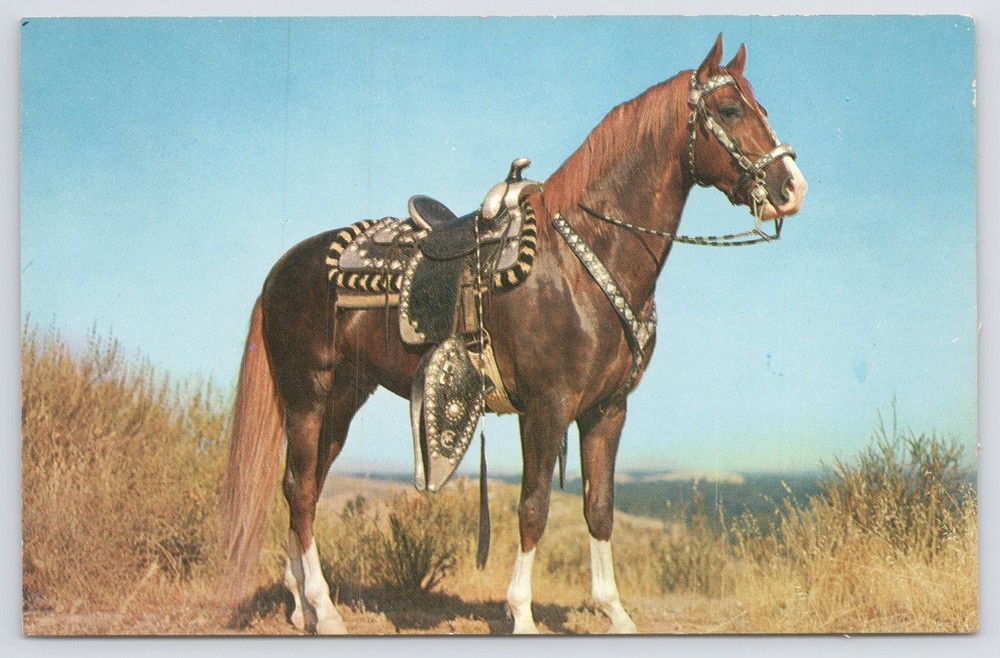 Animal~Saddled Horse~Hoss~1950s Postcard
